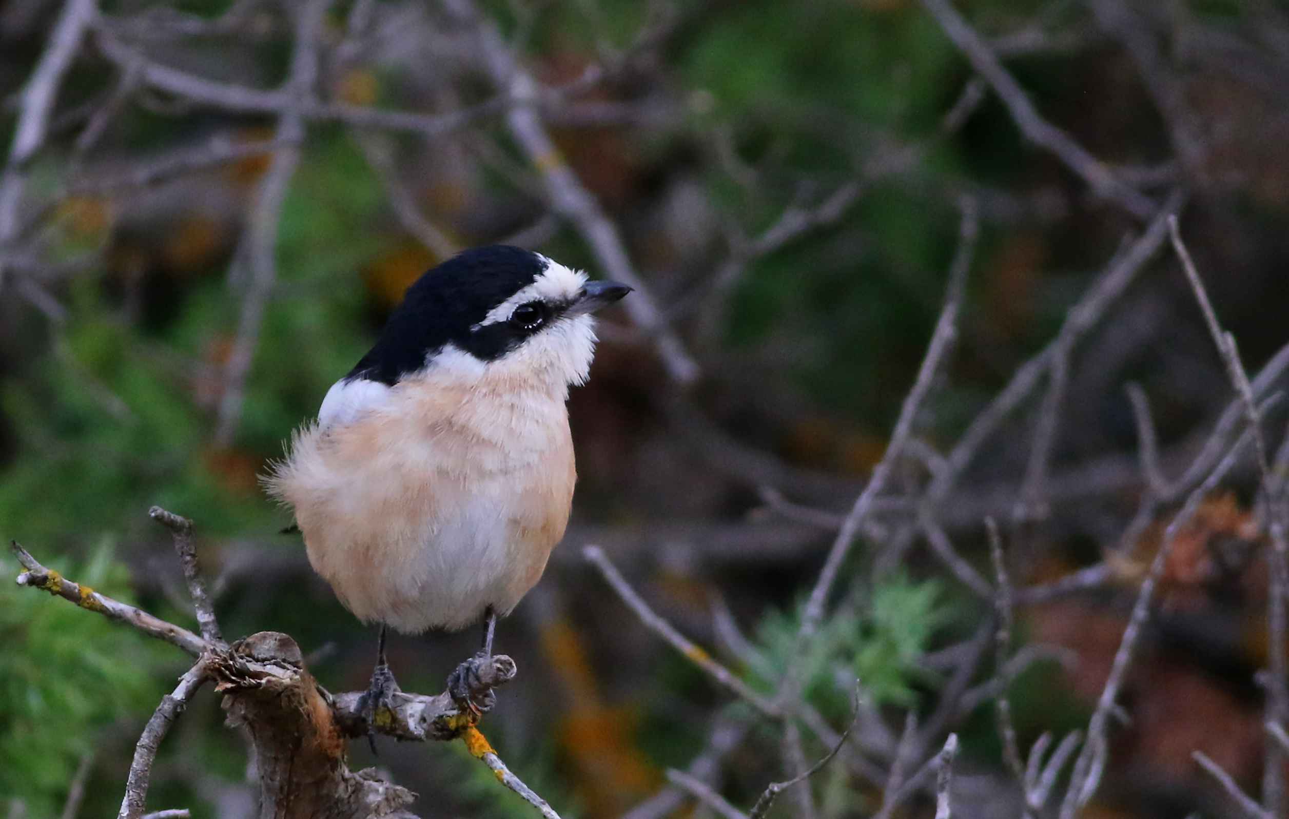 Masked Shrike